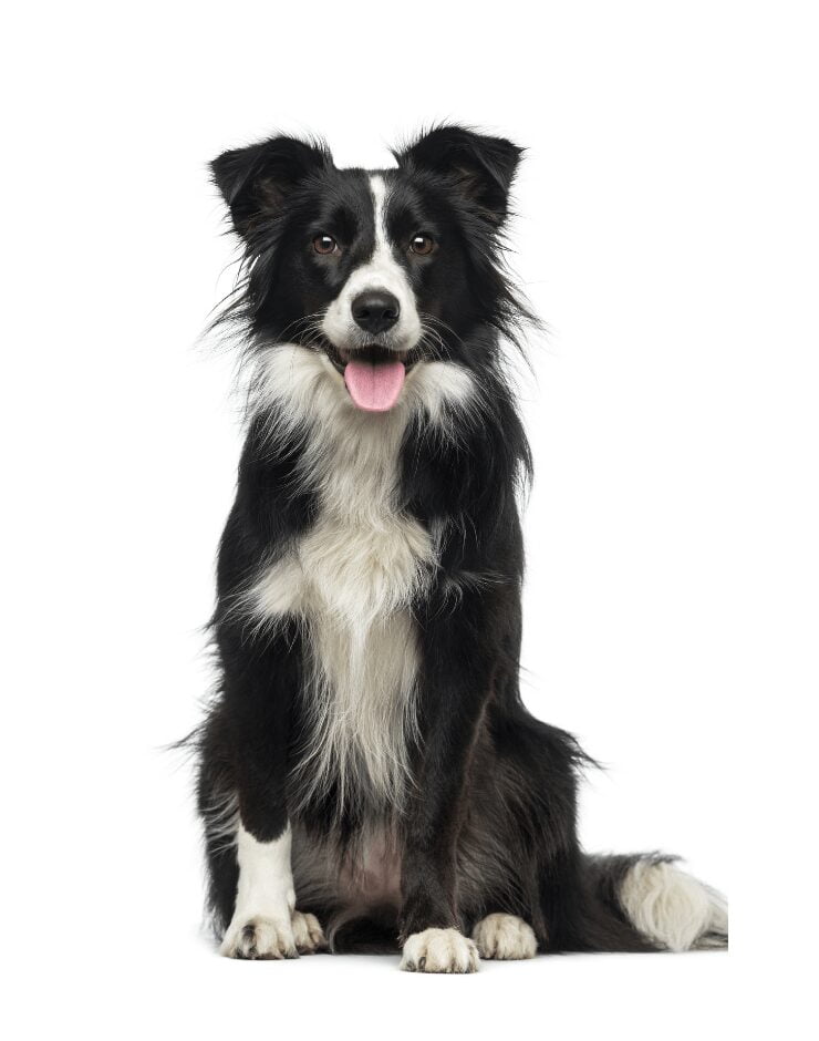 Border collie