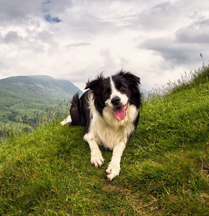 Border collie