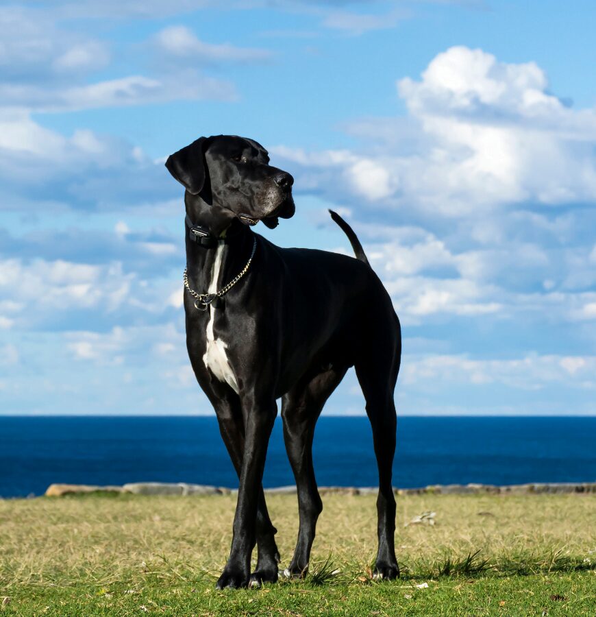 Legowisko dla doga niemieckiego
