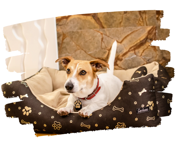 Legowisko dla Jack Russell terrier