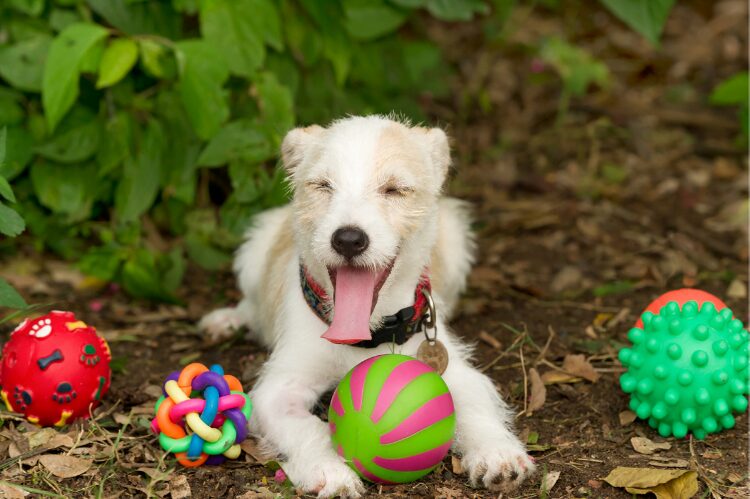 Zabawki dla psa