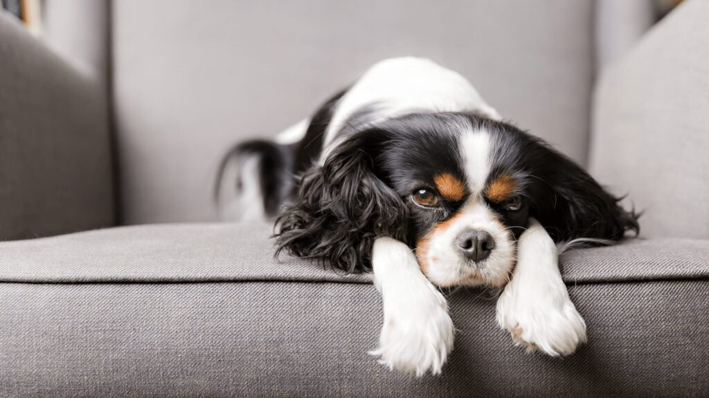 Cavalier - jakie legowisko