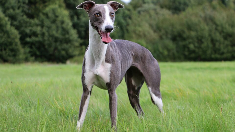 Legowisko dla charta