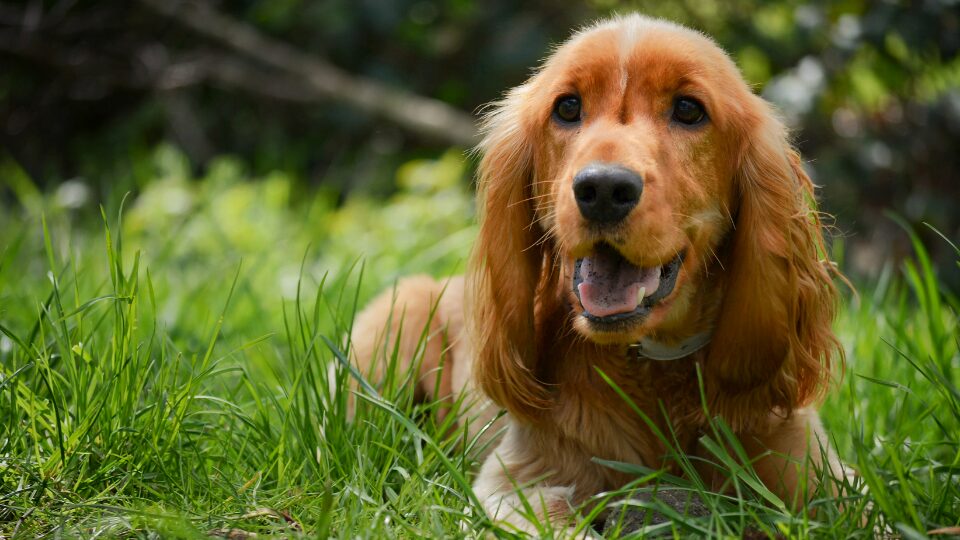 Cocker Spaniel - Legowisko