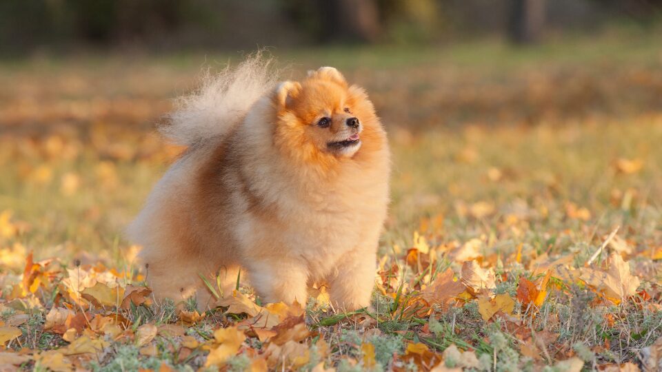 Legowisko dla szpica miniaturowego