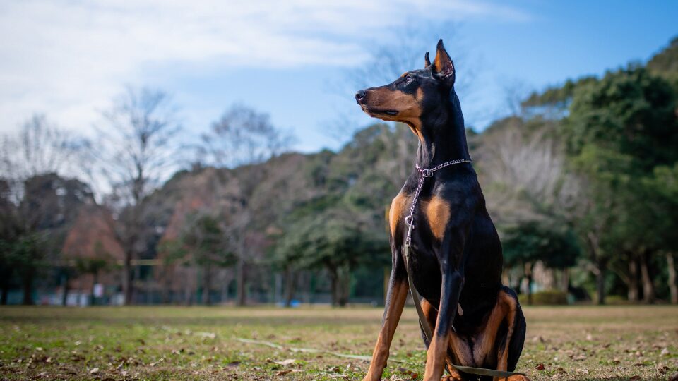 Legowisko dla dobermana