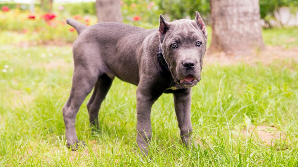 Cane Corso