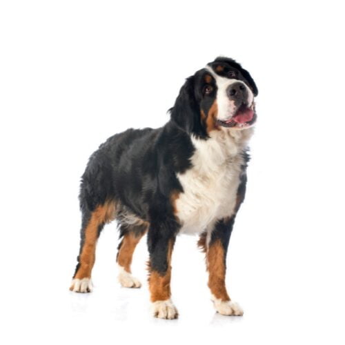 Legowisko dla berneńczyka