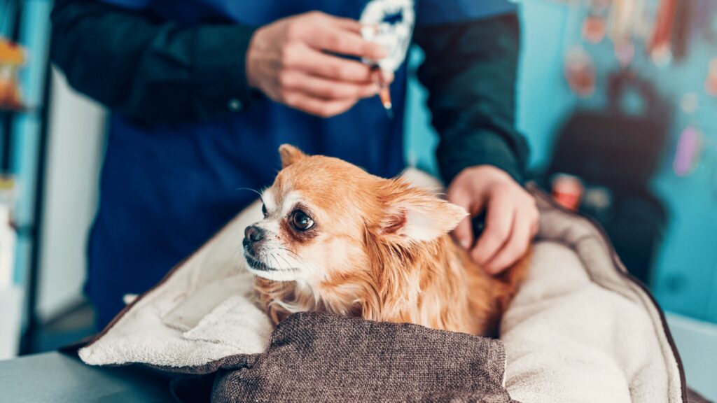 szczepienia psów 2