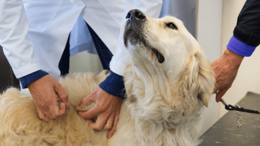 szczepienia psów 3