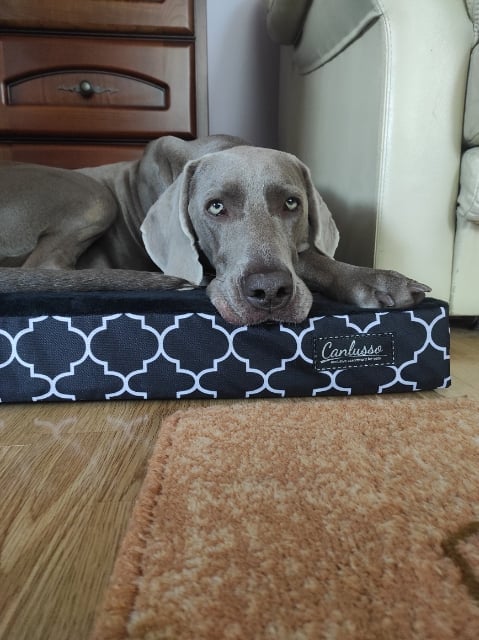 legowisko ortopedyczne dla psa