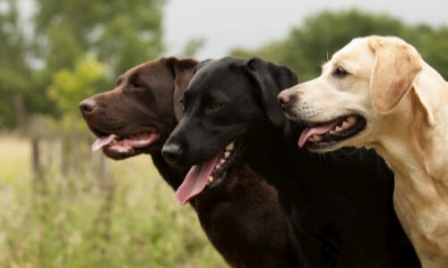 Legowisko dla labradora