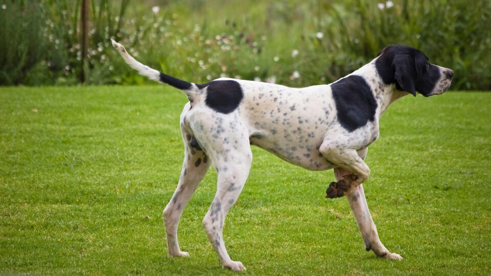 Legowisko dla wyżła