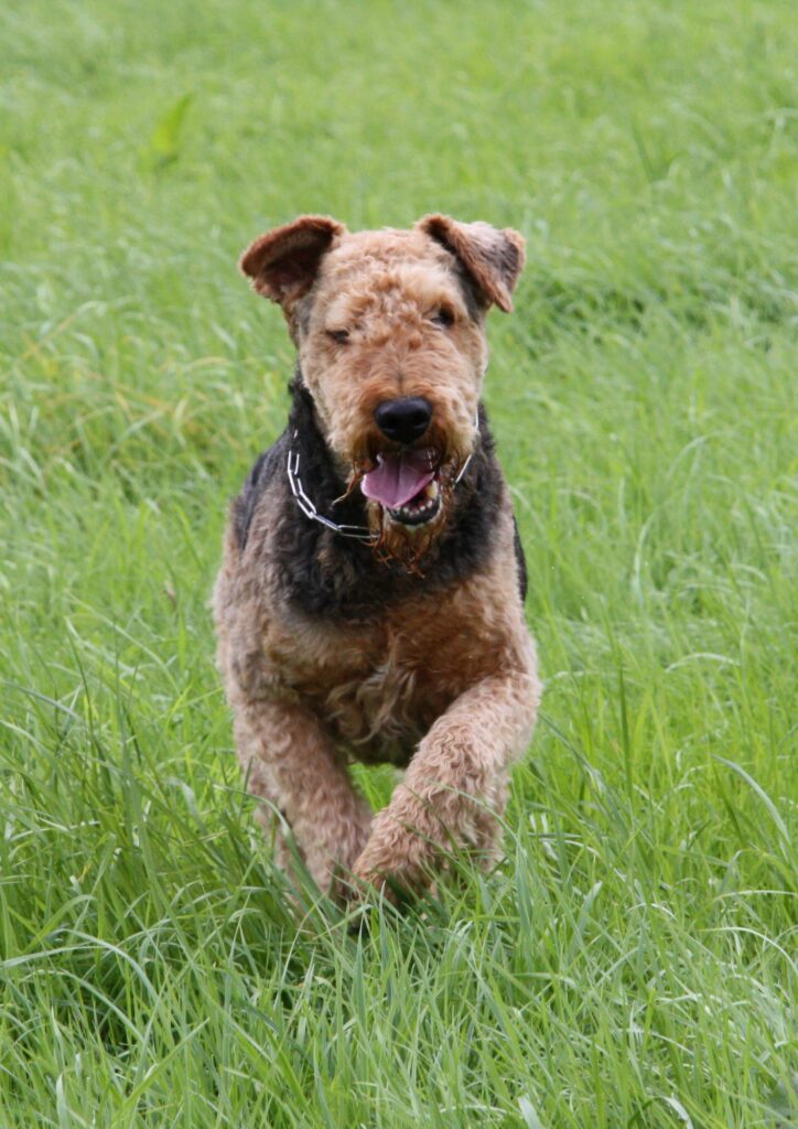 Airedale Terrier