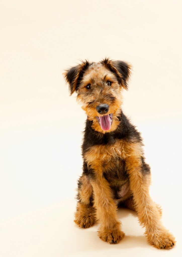 Airedale Terrier