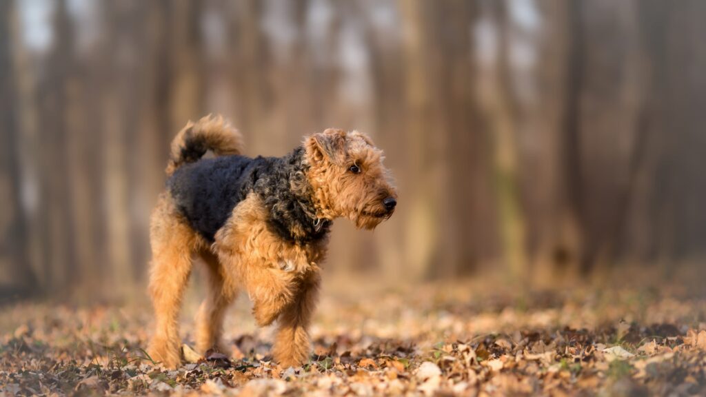 Airedale Terrier