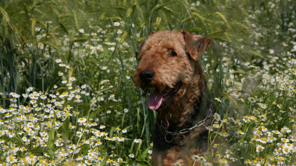 Airedale Terrier