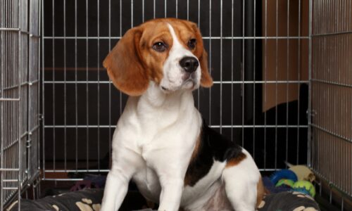 Mata dla psa do klatki kennelowej