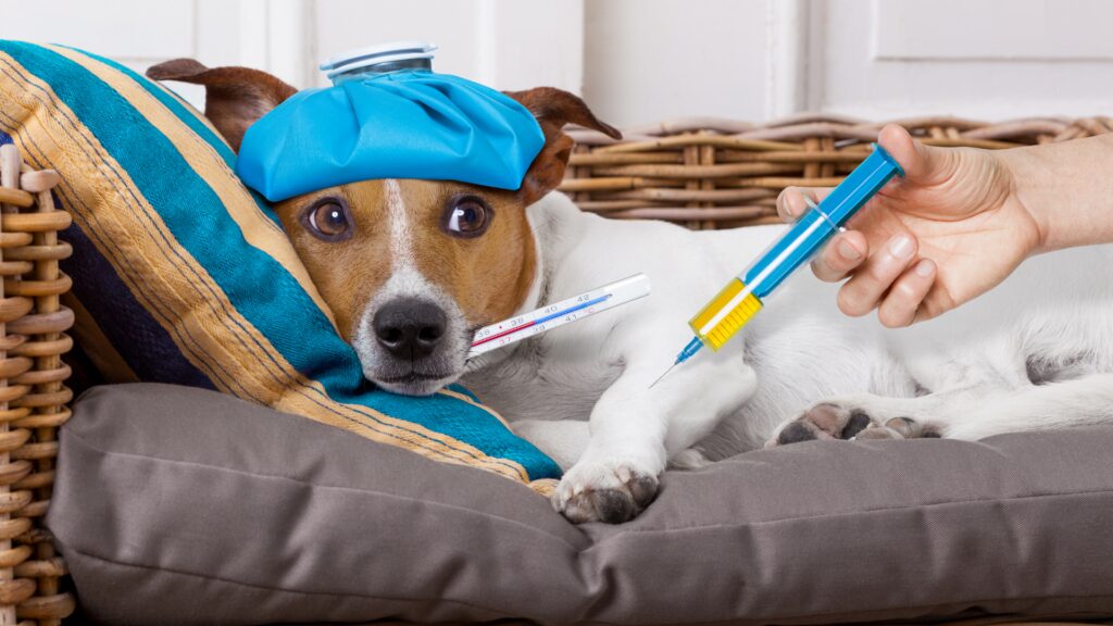 Paracetamol dla psa 2