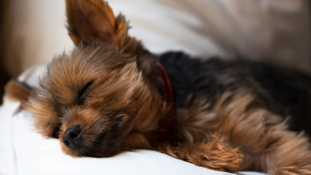 Paracetamol dla psa 3