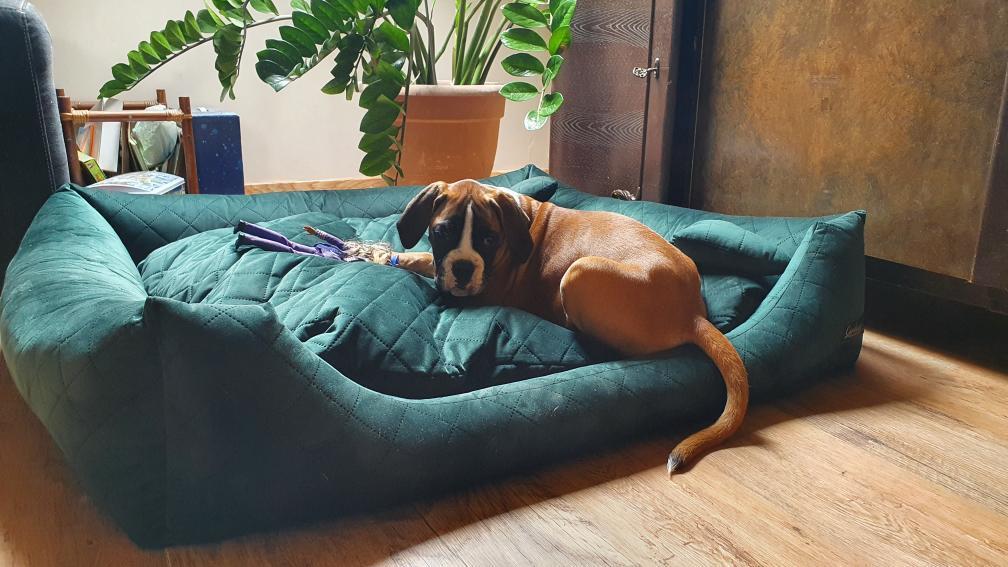 legowisko dla dużego psa