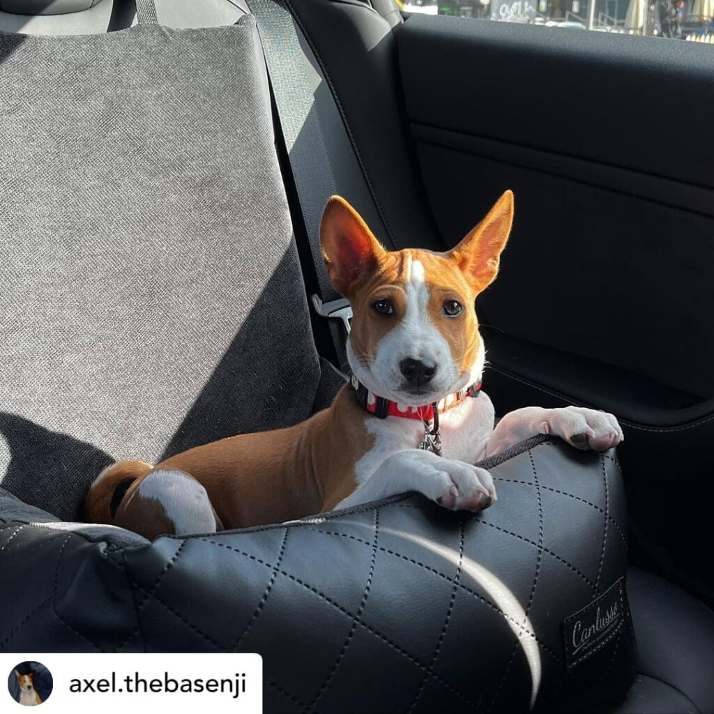 Fotelik dla małego psa