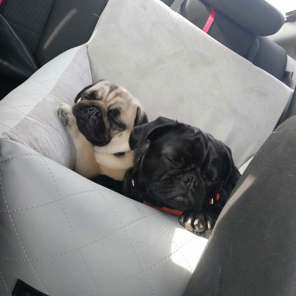 Fotelik do samochodu dla dwóch psów