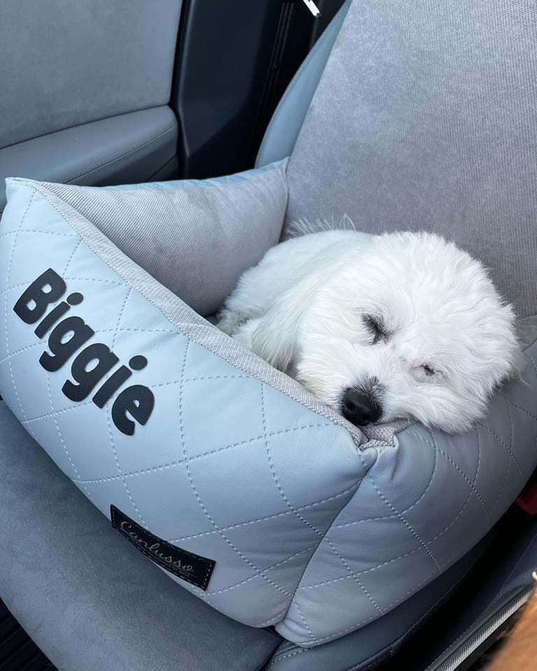 Fotelik samochodowy dla małego psa