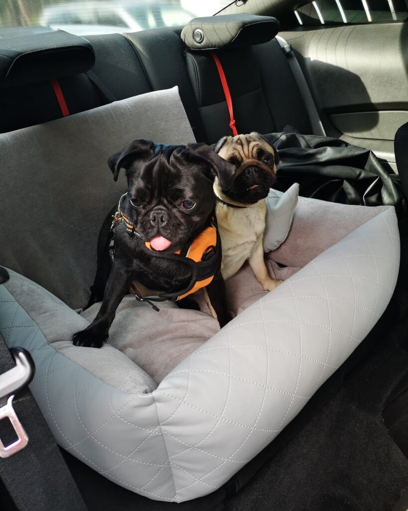Fotelik samochodowy dla dwóch psów