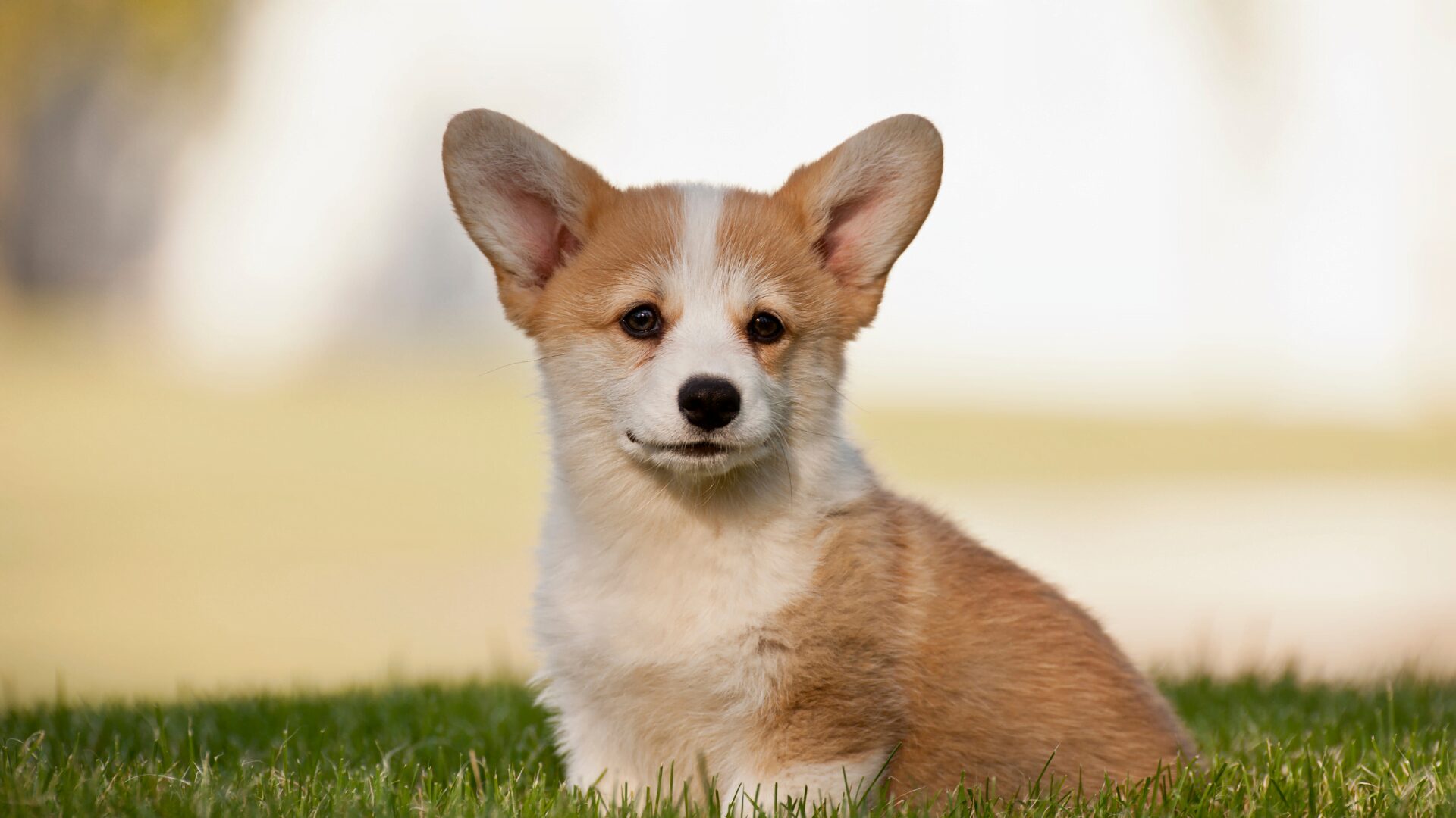 Corgi 3