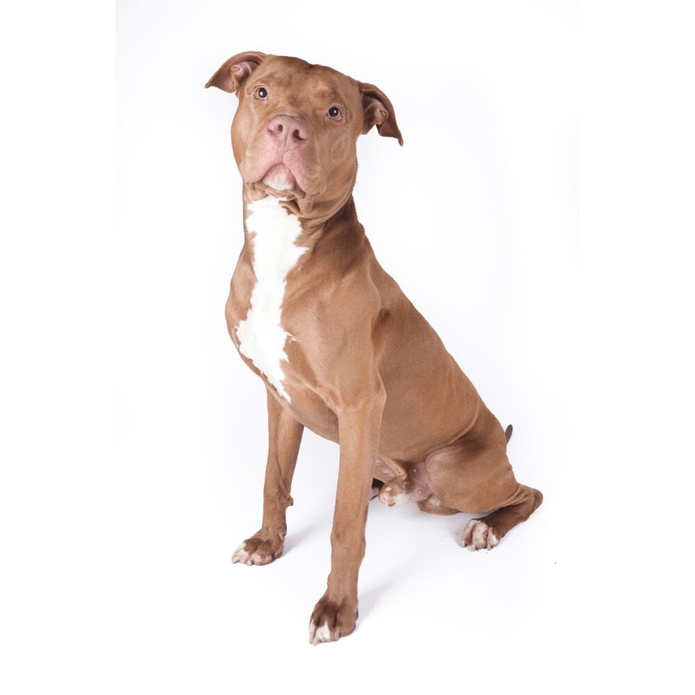 Legowisko dla Pitbulla_