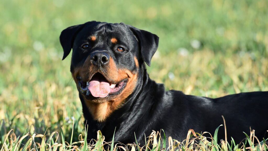Legowisko dla Rottweiler