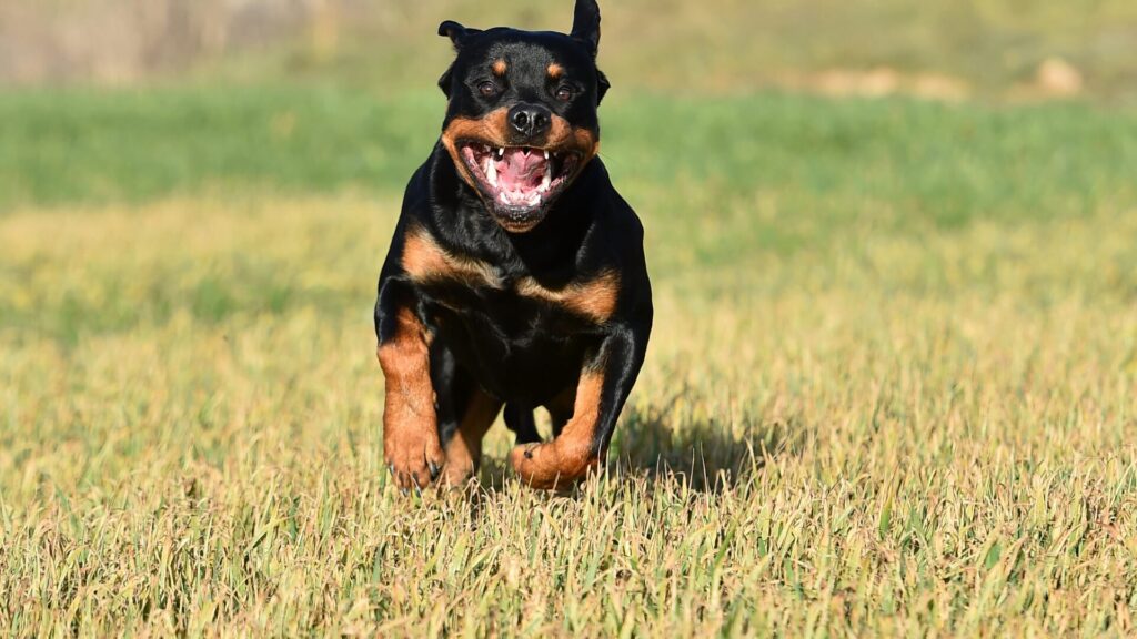 Legowisko dla Rottweiler