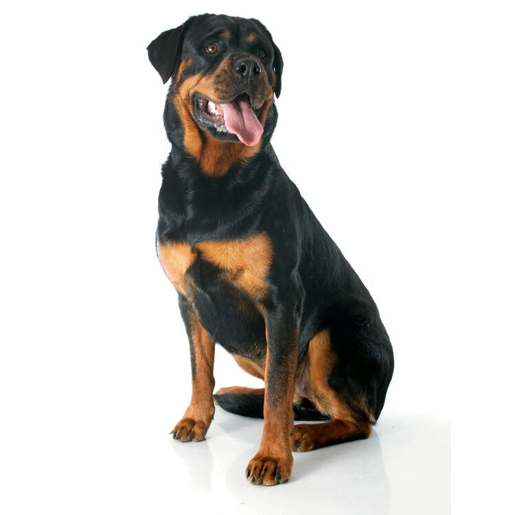 Legowisko dla Rottweiler