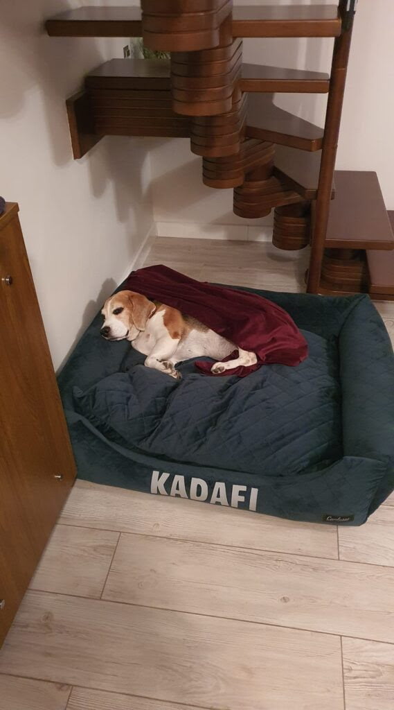 Legowisko dla beagla