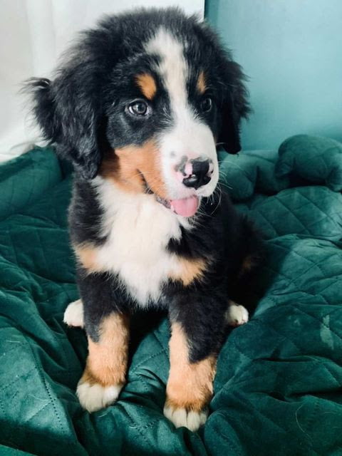 Legowisko dla berneńczyka