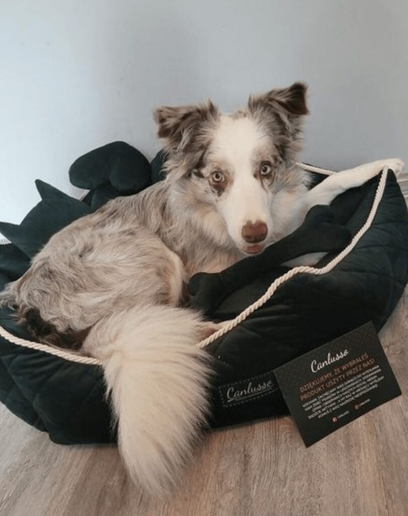 Legowisko dla border collie