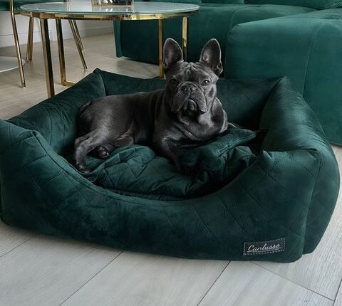 Legowisko dla buldoga francuskiego