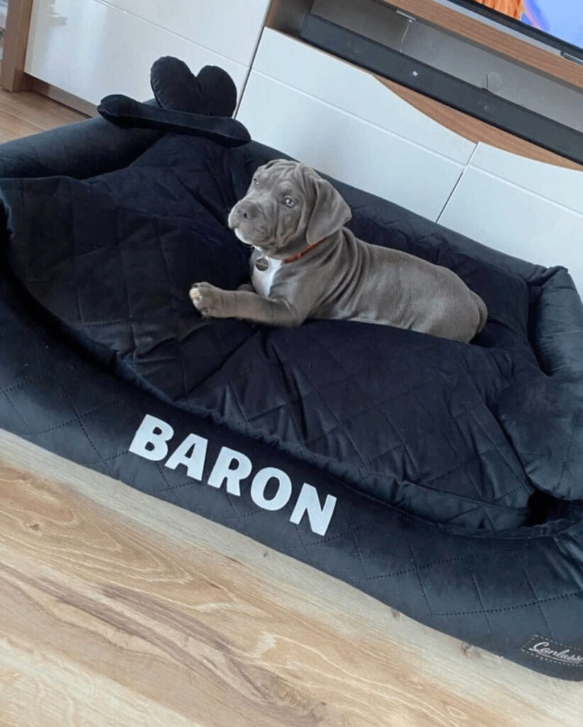 Legowisko dla cane corso