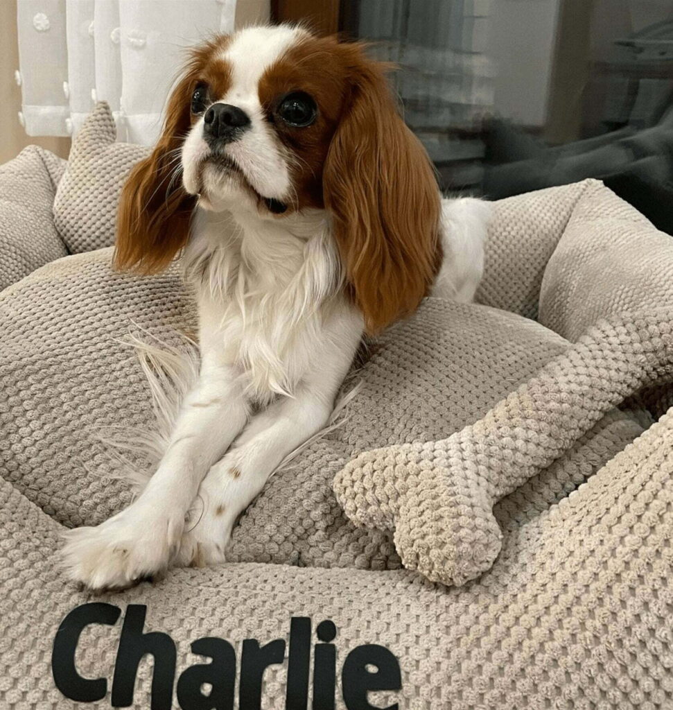 Legowisko dla cavaliera 1