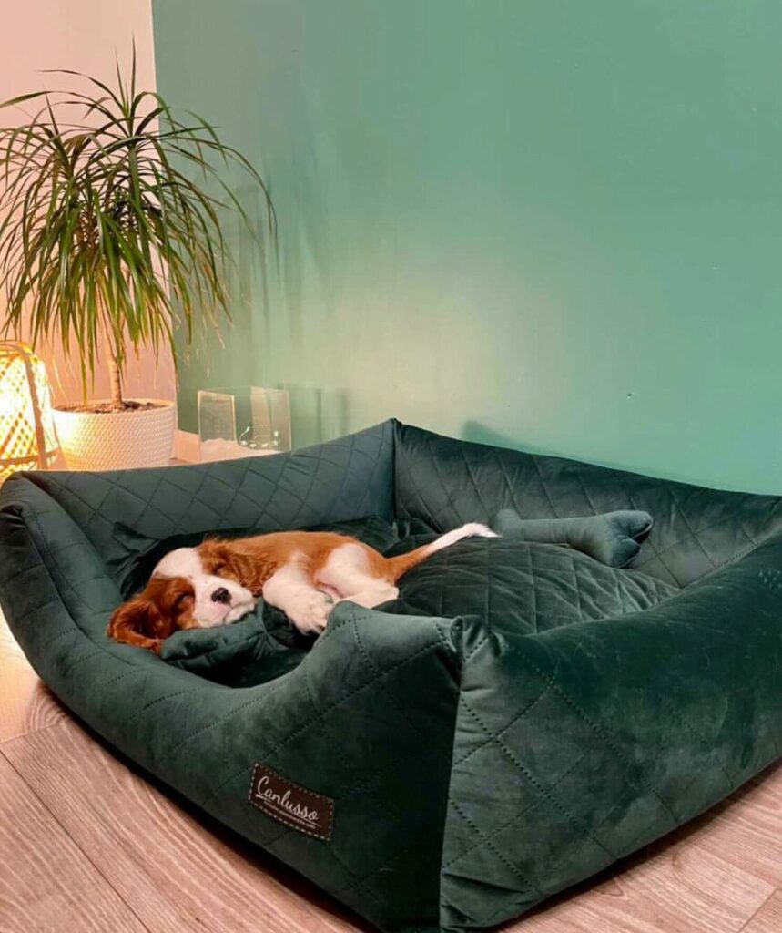 Legowisko dla cavaliera