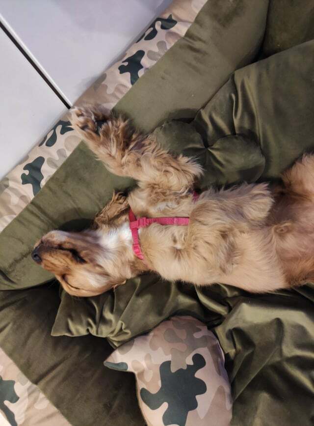 Legowisko dla cocker spaniela