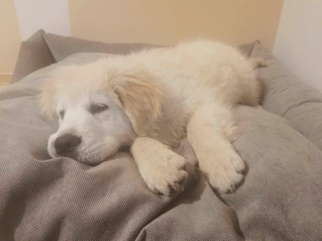 Legowisko dla goldena retrievera