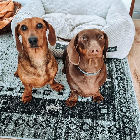 Legowisko dla jamnika