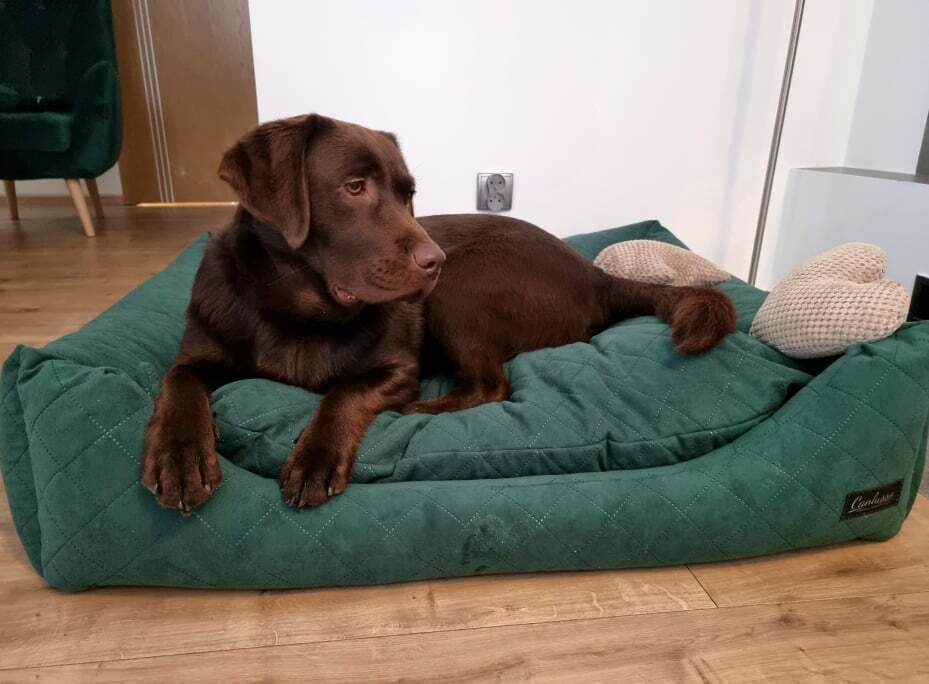 Legowisko dla labradora