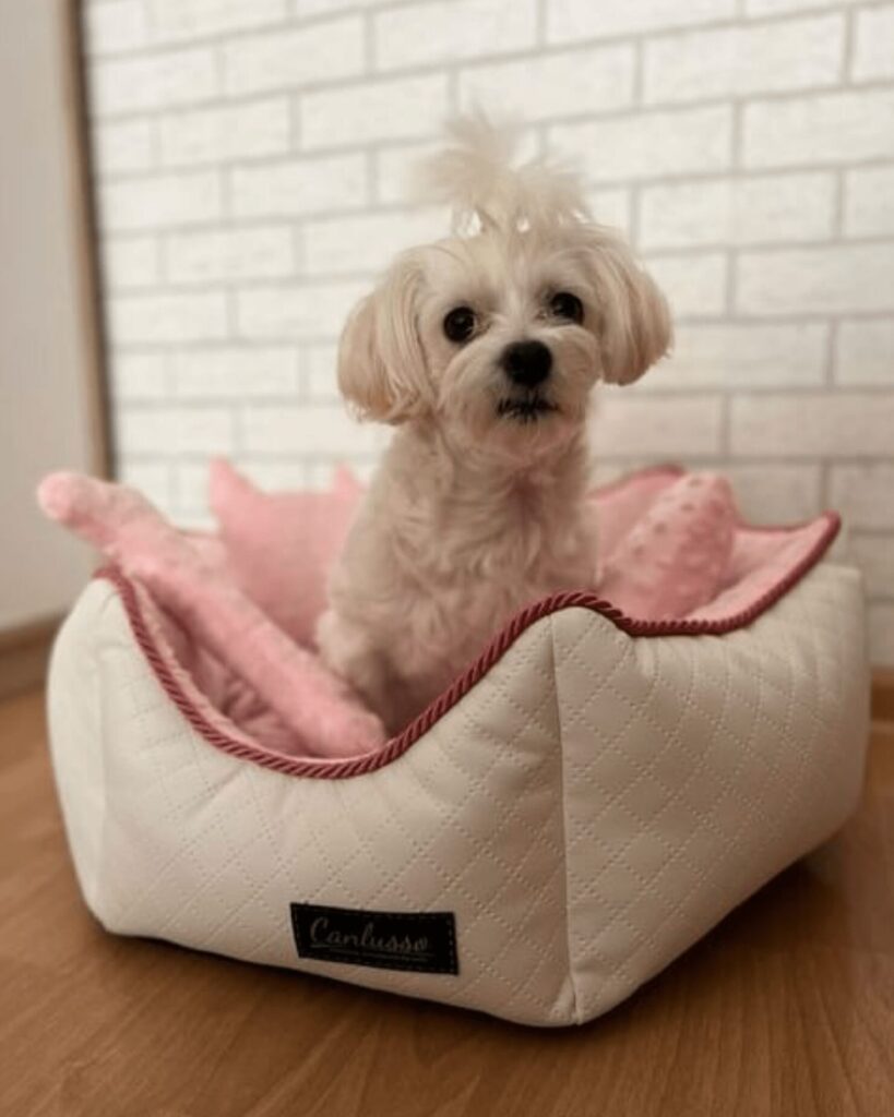 Legowisko dla maltańczyka