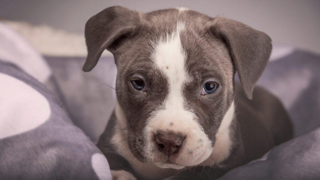 Legowisko dla pitbulla