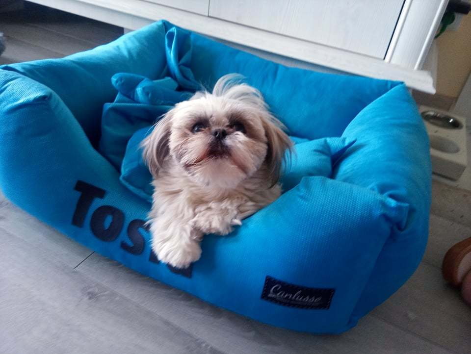 Legowisko dla shih tzu
