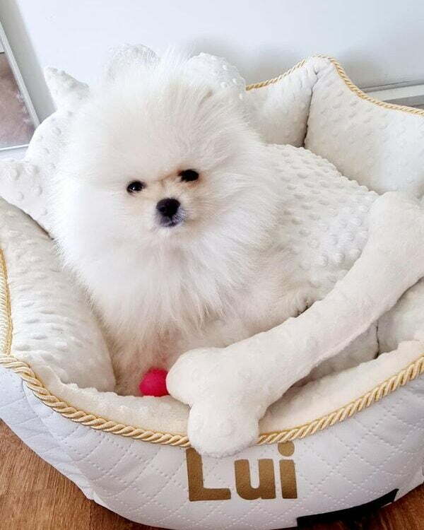 Legowisko dla szpica miniaturowego