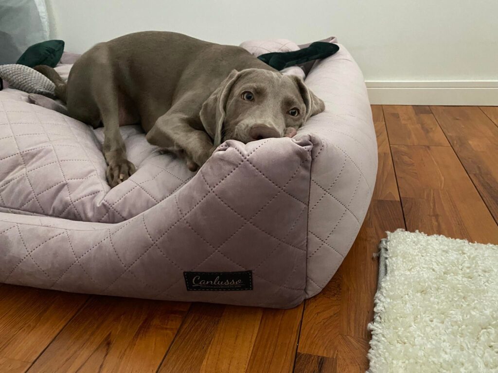 Legowisko dla wyżła